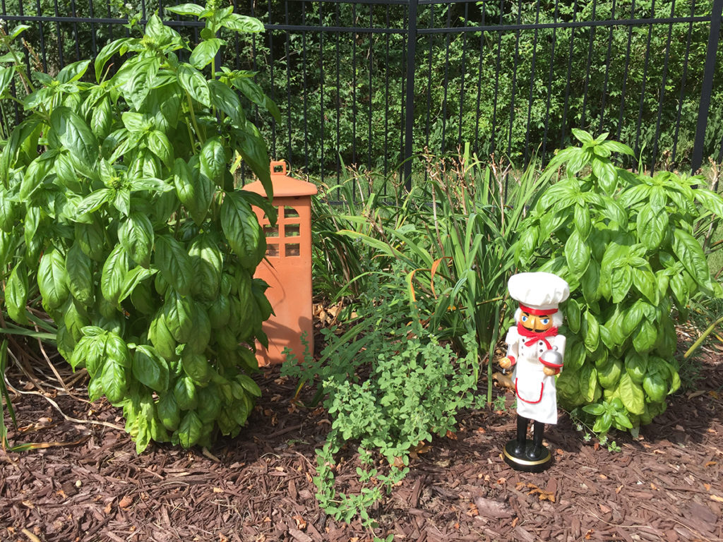 Two tall basil plants, one oregano plant, and terra cotta Asian garden lantern and a nutcracker who looks like a chef.