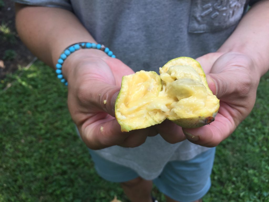 Paw paw, Pawpaw fruit, custard fruit