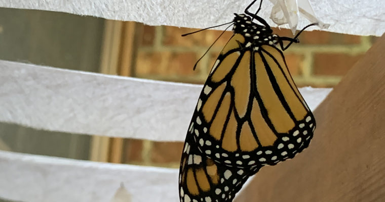 Mincoff Monarch Mania