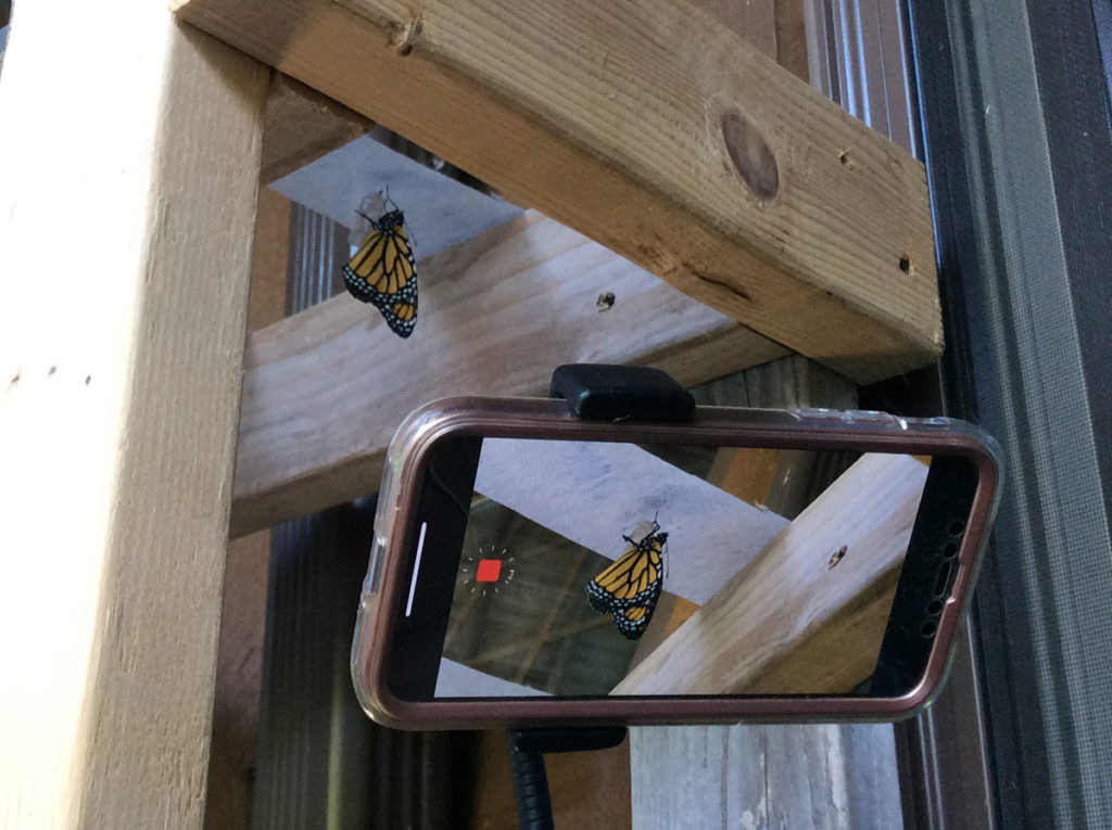 Cell phone with view of screen taking video of monarch butterfly emerging from chrysalis