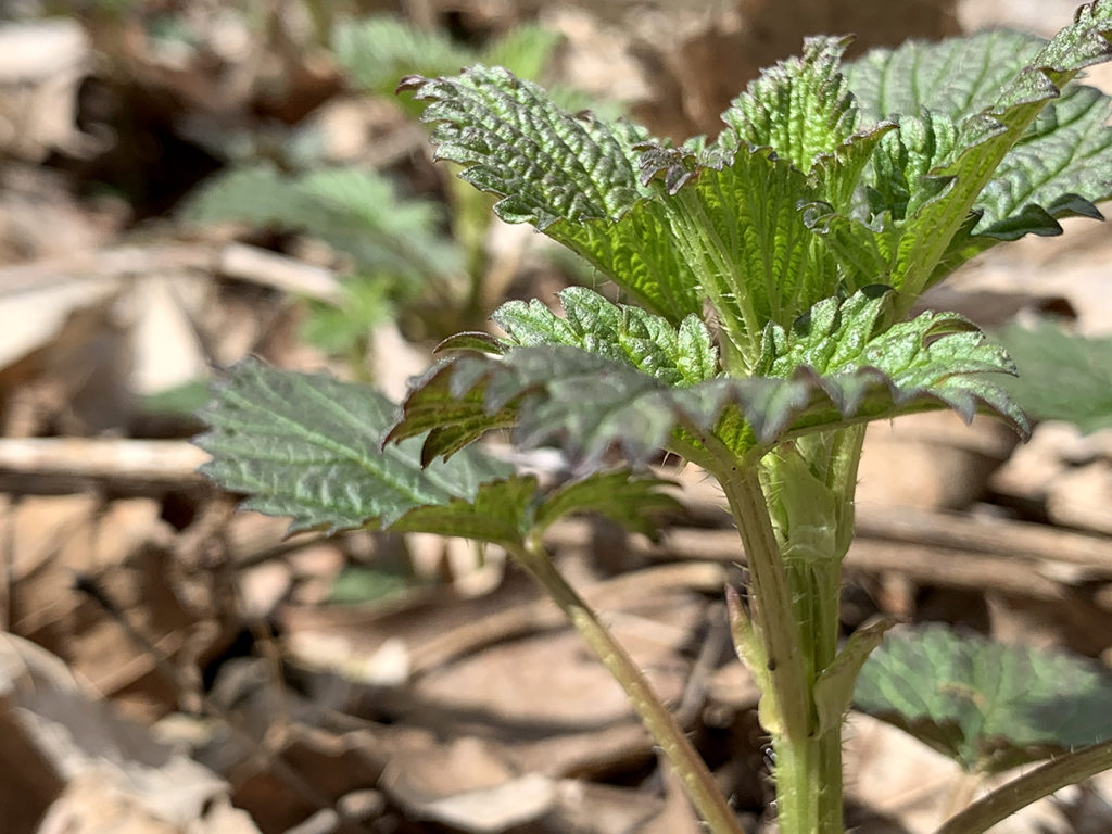 Small stinging nettle plant in the woods.