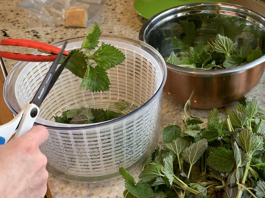 red tongs holding leaves while scissors are snipping leaves of stinging into a white basket of a salad spinner. Pile of leaves in front of bowl on granite counter.