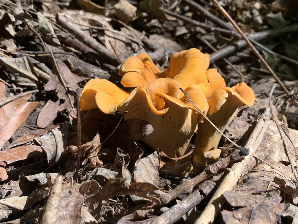Orange chanterelle mushroom in in the ground surrounded by brown leaves.