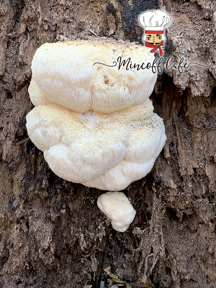 Very large white lion's mane mushroom growing on a dead stump.