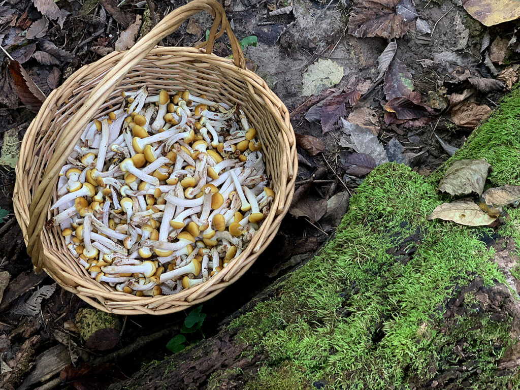 basket of yellow mushrooms with long white stems, sitting on the forest floor next to a mossy log.