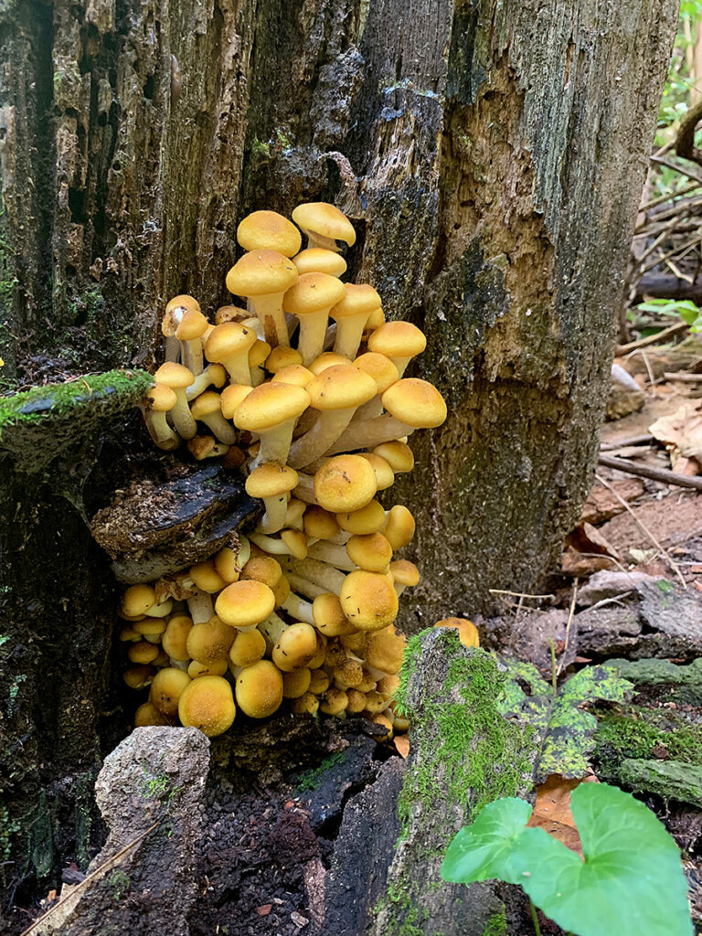 Clump of small yellow mushrooms growing out of a tree.