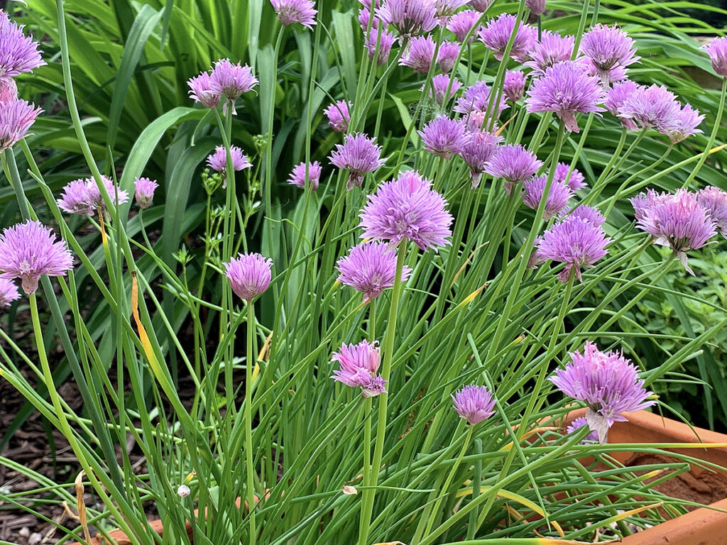 Bright green chive plant with pink blooms.